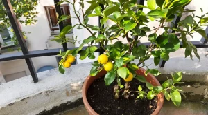 Citronnier : dès le 15 mars, donnez-lui cet ingrédient de cuisine et il double vraiment de volume