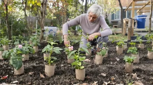 Jardin : ces rouleaux de papier toilette vitaux au printemps pour éviter de voir vos semis détruits en une nuit