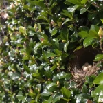 « Je pensais bien faire en taillant ma haie en mars » : l’erreur qui fait fuir les oiseaux nicheurs