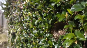 « Je pensais bien faire en taillant ma haie en mars » : l’erreur qui fait fuir les oiseaux nicheurs