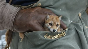 Rouge-gorge : l’astuce oubliée de nos grands-mères pour l’apprivoiser et le faire manger dans votre main facilement