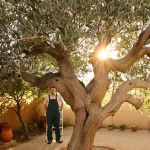 Vos oliviers produisent bien plus : 4 gestes clés à faire avant fin avril pour booster la récolte