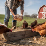 découvrez comment transformer le pain dur en une nourriture savoureuse et économique pour vos poules, tout en évitant le gaspillage alimentaire.
